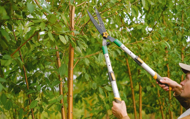 Tree trimming in Webb City, MO